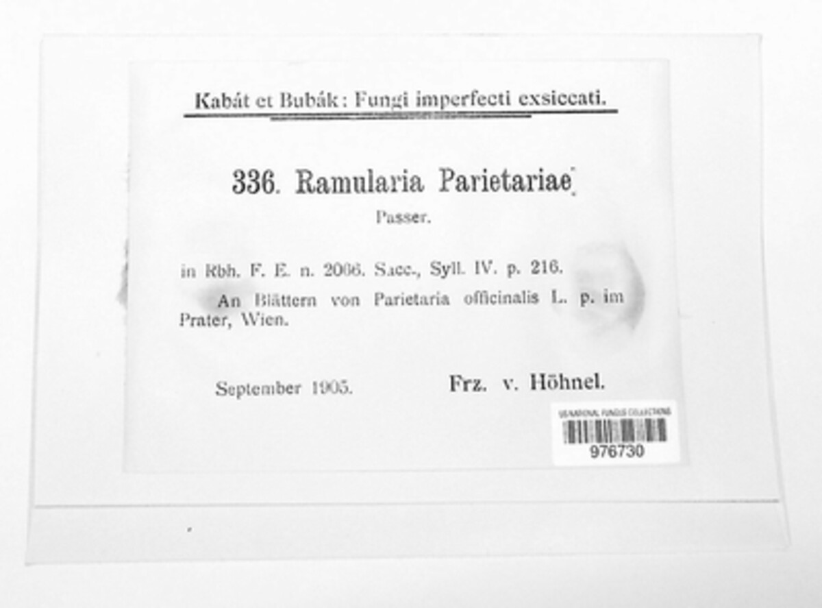 Ramularia parietariae image